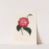 Iconographie du genre Camellia Pl.056 by Lorenzo Berlèse