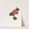 Iconographie du genre Camellia Pl.057 by Lorenzo Berlèse