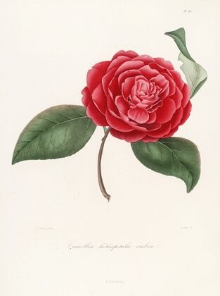 Iconographie du genre Camellia Pl.062