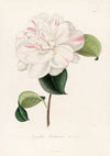 Iconographie du genre Camellia Pl.063