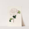 Iconographie du genre Camellia Pl.063 by Lorenzo Berlèse