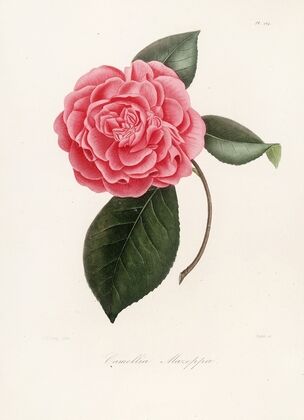 Iconographie du genre Camellia Pl.064
