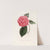 Iconographie du genre Camellia Pl.064 by Lorenzo Berlèse