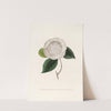 Iconographie du genre Camellia Pl.065 by Lorenzo Berlèse