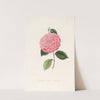 Iconographie du genre Camellia Pl.066 by Lorenzo Berlèse