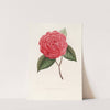 Iconographie du genre Camellia Pl.067 by Lorenzo Berlèse