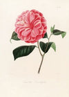 Iconographie du genre Camellia Pl.068