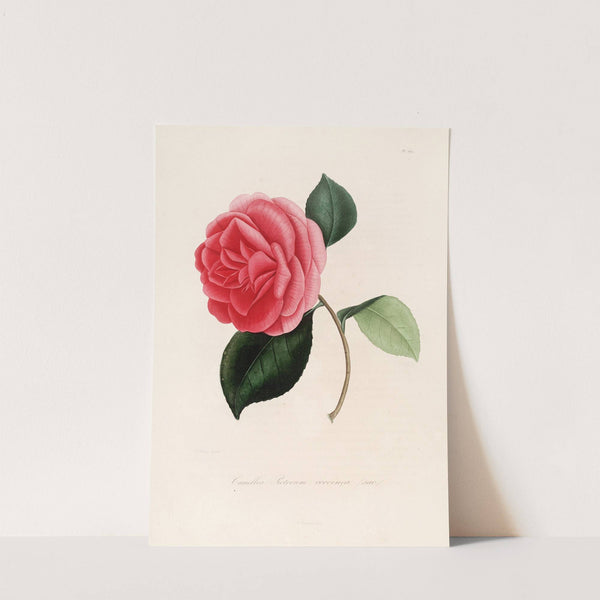 Iconographie du genre Camellia Pl.069 by Lorenzo Berlèse