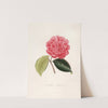 Iconographie du genre Camellia Pl.070 by Lorenzo Berlèse