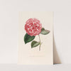 Iconographie du genre Camellia Pl.072 by Lorenzo Berlèse