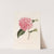 Iconographie du genre Camellia Pl.074 by Lorenzo Berlèse