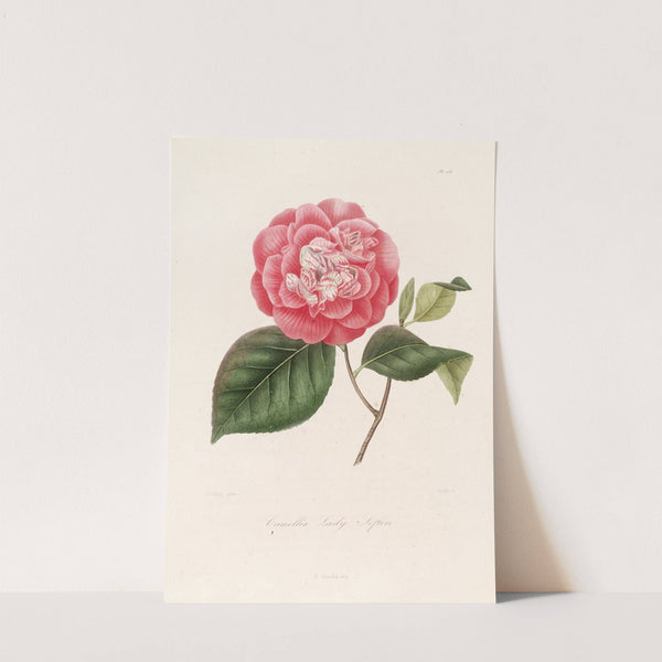 Iconographie du genre Camellia Pl.076 by Lorenzo Berlèse