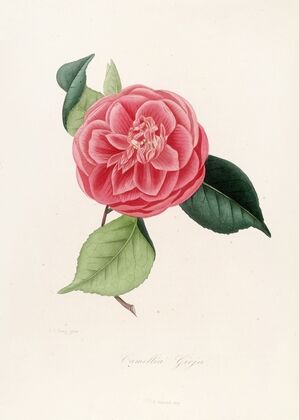 Iconographie du genre Camellia Pl.077