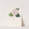 Iconographie du genre Camellia Pl.078 by Lorenzo Berlèse