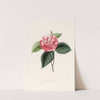 Iconographie du genre Camellia Pl.079 by Lorenzo Berlèse