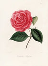 Iconographie du genre Camellia Pl.080