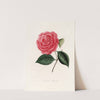 Iconographie du genre Camellia Pl.080 by Lorenzo Berlèse