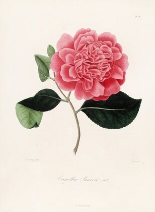 Iconographie du genre Camellia Pl.081