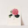 Iconographie du genre Camellia Pl.081 by Lorenzo Berlèse