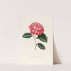 Iconographie du genre Camellia Pl.082 by Lorenzo Berlèse