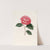 Iconographie du genre Camellia Pl.082 by Lorenzo Berlèse