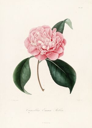 Iconographie du genre Camellia Pl.083 — size preview
