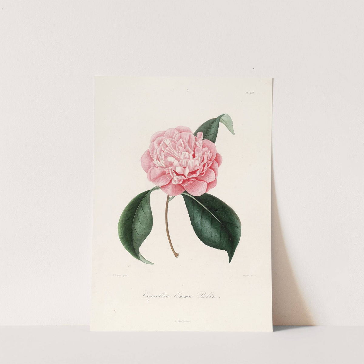 Iconographie du genre Camellia Pl.083 by Lorenzo Berlèse