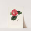 Iconographie du genre Camellia Pl.084 by Lorenzo Berlèse
