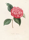 Iconographie du genre Camellia Pl.085