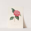 Iconographie du genre Camellia Pl.085 by Lorenzo Berlèse