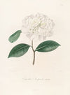 Iconographie du genre Camellia Pl.086
