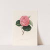 Iconographie du genre Camellia Pl.092 by Lorenzo Berlèse