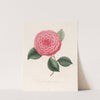 Iconographie du genre Camellia Pl.093 by Lorenzo Berlèse