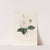 Iconographie du genre Camellia Pl.095 by Lorenzo Berlèse