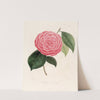 Iconographie du genre Camellia Pl.098 by Lorenzo Berlèse