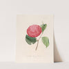 Iconographie du genre Camellia Pl.099 by Lorenzo Berlèse