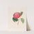 Iconographie du genre Camellia Pl.099 by Lorenzo Berlèse