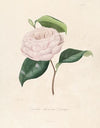 Iconographie du genre Camellia Pl.100