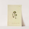 Icons fungorum circa Halifax sponte Nascentium Pl.003 by James Bolton
