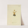 Icons fungorum circa Halifax sponte Nascentium Pl.005 by James Bolton