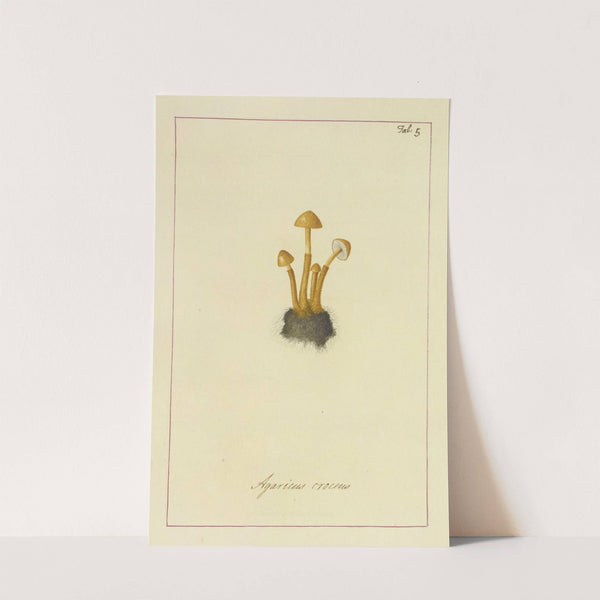Icons fungorum circa Halifax sponte Nascentium Pl.005 by James Bolton