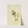 Icons fungorum circa Halifax sponte Nascentium Pl.007 by James Bolton