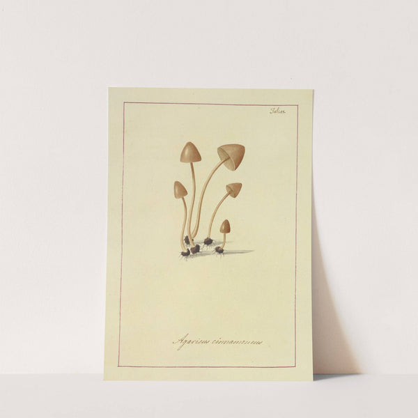 Icons fungorum circa Halifax sponte Nascentium Pl.011 by James Bolton