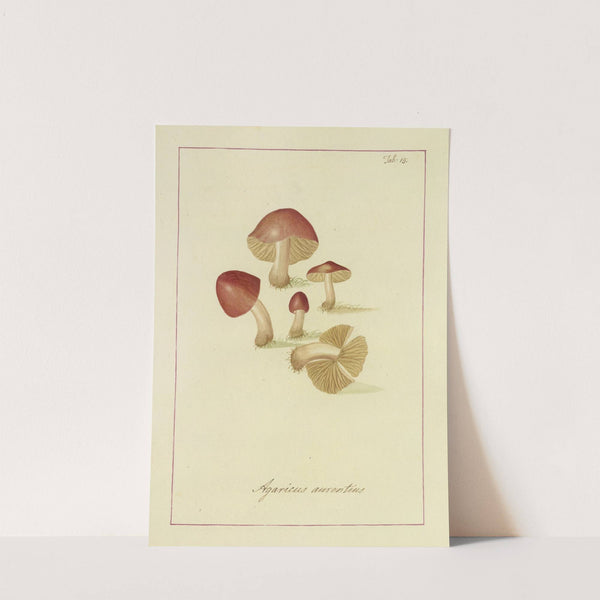 Icons fungorum circa Halifax sponte Nascentium Pl.015 by James Bolton
