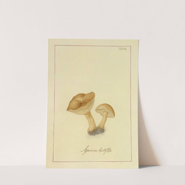 Icons fungorum circa Halifax sponte Nascentium Pl.018 by James Bolton