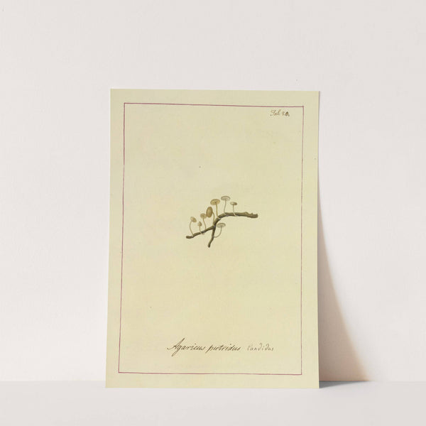 Icons fungorum circa Halifax sponte Nascentium Pl.020 by James Bolton