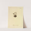 Icons fungorum circa Halifax sponte Nascentium Pl.026 by James Bolton