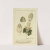 Icons fungorum circa Halifax sponte Nascentium Pl.028 by James Bolton