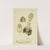 Icons fungorum circa Halifax sponte Nascentium Pl.028 by James Bolton