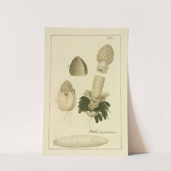 Icons fungorum circa Halifax sponte Nascentium Pl.028 by James Bolton
